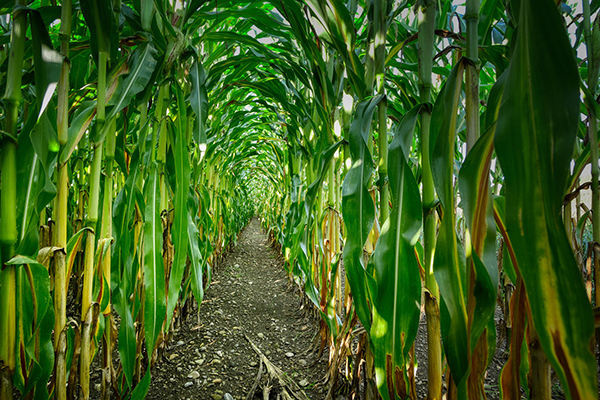 Photo of path in corn maze